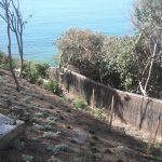 brushwood-fence brushwood-fence