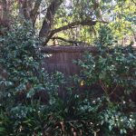 hand-thatched-brush-fence hand-thatched-brush-fence