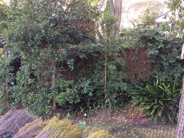 brushwood-fence-repair-killara3