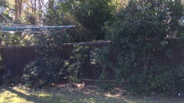 brushwood-fence-repair-killara3