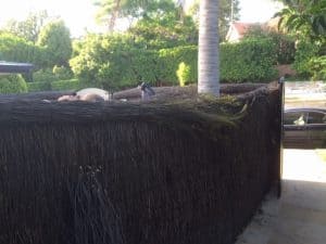 brush-wood-fence-repair