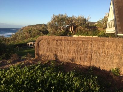 brushwood-fence-repair-boomerang-beach
